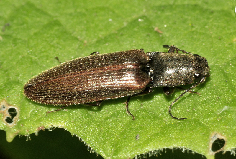 Elateridae:  Athous sp.